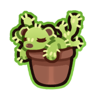 Teddy Bear Cactus