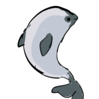 Vaquita