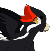 Thumbnail for Ivory Billed Woodpecker